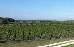 Winnica