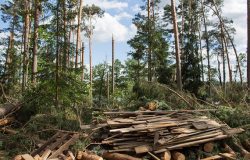 Straty po nawałnicach