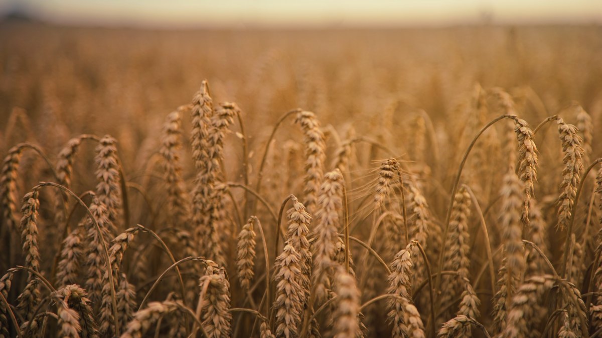 Pole zboża
