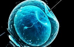 In vitro